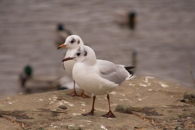 Close-up of seagull perching on beach