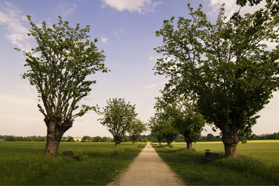 Trees on field against sky