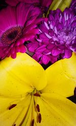 Close-up of yellow flowers