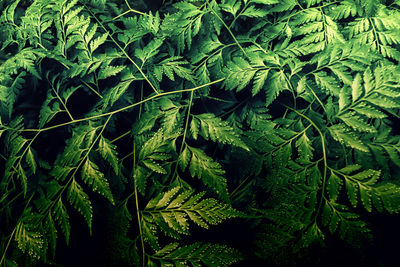 Full frame shot of fresh green leaves