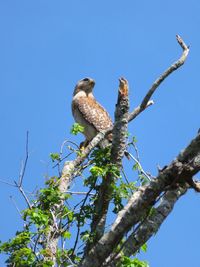 Low angle view of bird perching on tree against sky