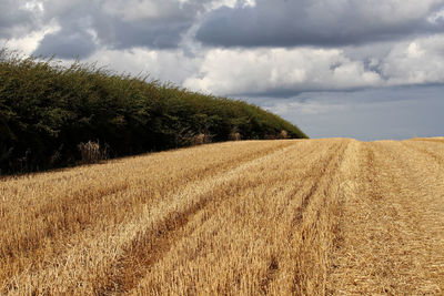 Scenic view of agricultural field against sky