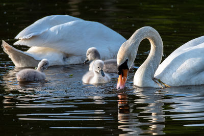 Swans swimming in lake