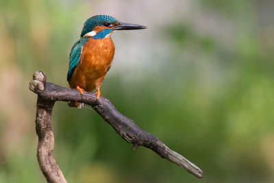 Close-up of bird perching on tree