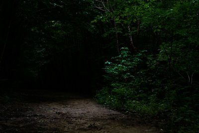 Footpath amidst trees in forest