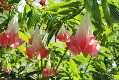 Close-up of red flowers blooming on plant