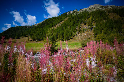 Scenic view of flowering plants on field against sky