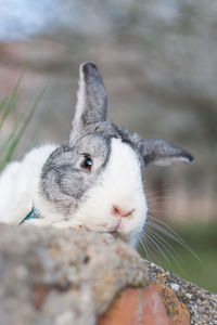 Close-up of an animal