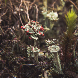 Close-up of flowers against blurred background