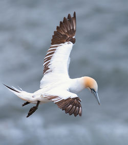 Seagulls flying in the sky