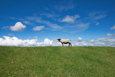 View of a horse on field