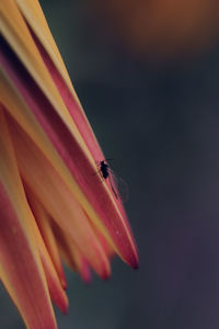 Close-up of insect on purple flower