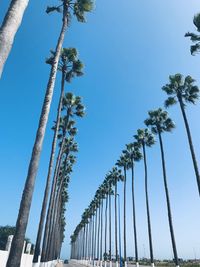 Low angle view of coconut palm trees against clear blue sky