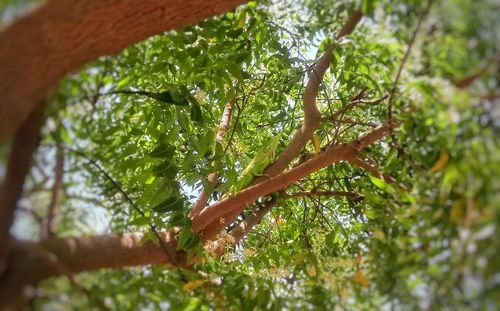 Low angle view of pine tree