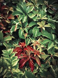 Close-up of fresh green plant