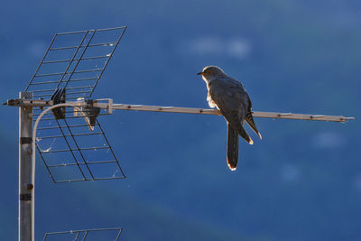Low angle view of bird perching on antenna 