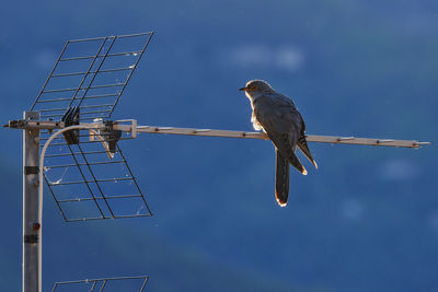 Low angle view of bird perching on cable
