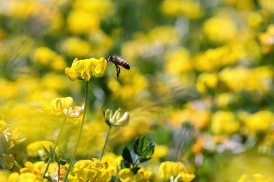 Close-up of bee pollinating on yellow flower