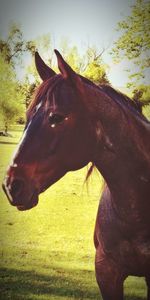 Close-up of horse on tree