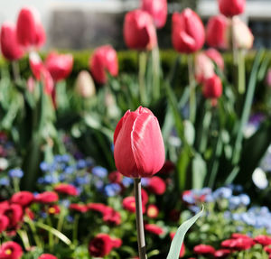 Close-up of red tulip