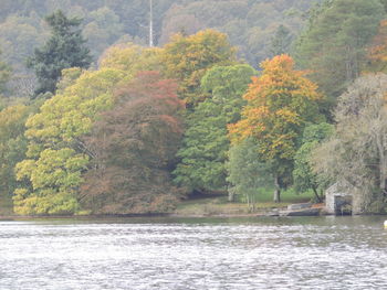 Trees in forest during autumn