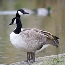 Close-up of a bird