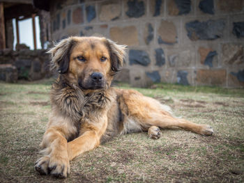 Portrait of beautiful dog laying in front of stone building