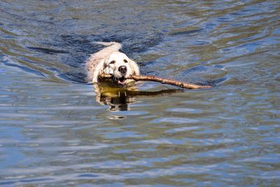 Golden retriever carrying stick while walking in lake