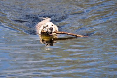 Close-up of dog swimming in water