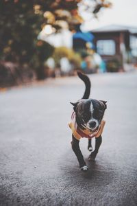 Portrait of a dog on the road