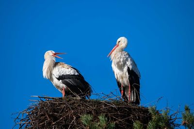 white stork