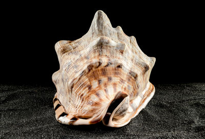 Close-up of seashell against black background