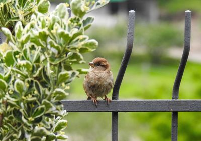 Bird perching on a railing