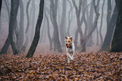 Dog running on ground in forest