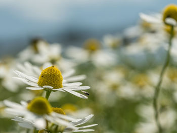 Close-up of yellow flower