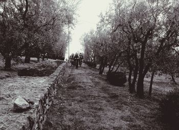 Dirt road passing through forest