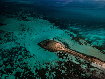 High angle view of fish swimming in sea