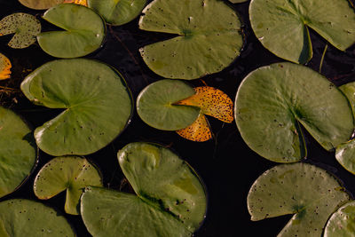 High angle view of lily leaves in pond