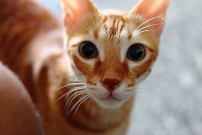 Close-up portrait of a cat
