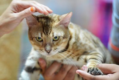 Close-up of brown pampered cat