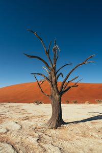 Bare tree on desert against clear blue sky