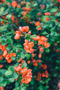 Close-up of orange flowering plants