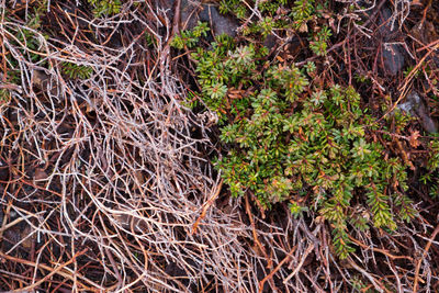 Plants growing on field