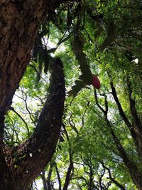 Low angle view of trees in forest