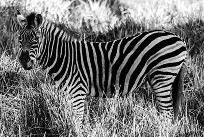 Close-up of zebra standing on field
