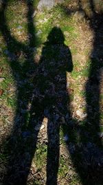 Shadow of trees on grassy field