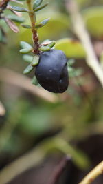 Close-up of fruit growing on tree