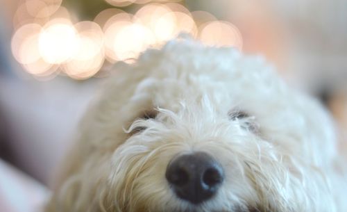 Close-up portrait of dog