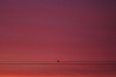 Low angle view of bird perching on cable against orange sky