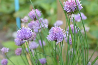Close-up of purple flowers blooming outdoors